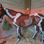 The world of how Bones and Muscles promote better health in horses