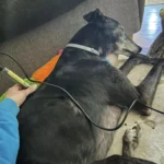 How to Identify and Help Your Dog When There’s a Problem: A Guide to Veterinary Physiotherapy